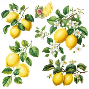 Può includere: Illustrazione ad acquerello di limoni su rami con foglie verdi e fiori bianchi. Sono inclusi anche una fetta di limone e piccoli fiori rosa. L'immagine ha un'estetica luminosa, fresca e naturale.