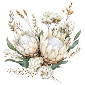 Può includere: Illustrazione ad acquerello di un bouquet floreale. Presenta due grandi fiori di protea con petali bianchi e beige, completati da foglie verdi, fiori simili a cotone ed erbe secche, su sfondo bianco.
