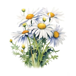 Decalcomania per acqua con bouquet di margherite bianche / Decalcomania per mobili con fiori di campo per decorazioni da giardino / Carta da parati fai da te per progetti di riprogettazione floreale
