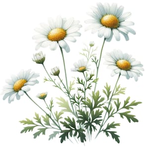 May include: Watercolor illustration of daisies with white petals and yellow centers. The flowers are surrounded by green leaves and stems, creating a natural and delicate aesthetic. The image is set against a white background.