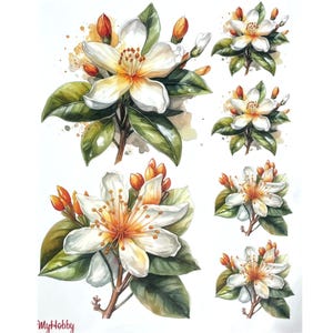 Trasferimento ad acqua con magnolia bianca / Foglio di trasferimento con immagine floreale / Decalcomania in stile romantico per console / Carta decorativa per riprogettazione di piccoli fiori