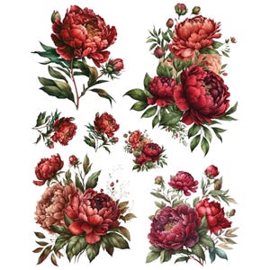Può includere: Illustrazione ad acquerello di fiori di peonia rossi e foglie verdi. L'immagine presenta diverse composizioni dei fiori, con dimensioni e composizioni variabili. I fiori sono in piena fioritura, con petali dettagliati e ombreggiatura realistica.