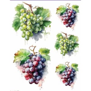 May include: Five watercolor paintings of grapes. Two bunches of green grapes and three bunches of purple grapes with red accents. The grapes are painted on a white background with watercolor splatters.
