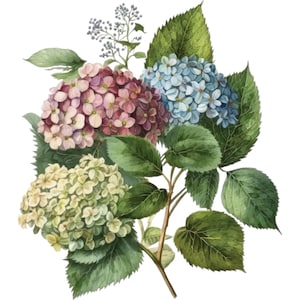 Decalcomania acquatica con ortensia colorata / Trasferimento floreale per la riprogettazione di mobili / Carta decorativa botanica / Immagine artigianale di arredamento vittoriano