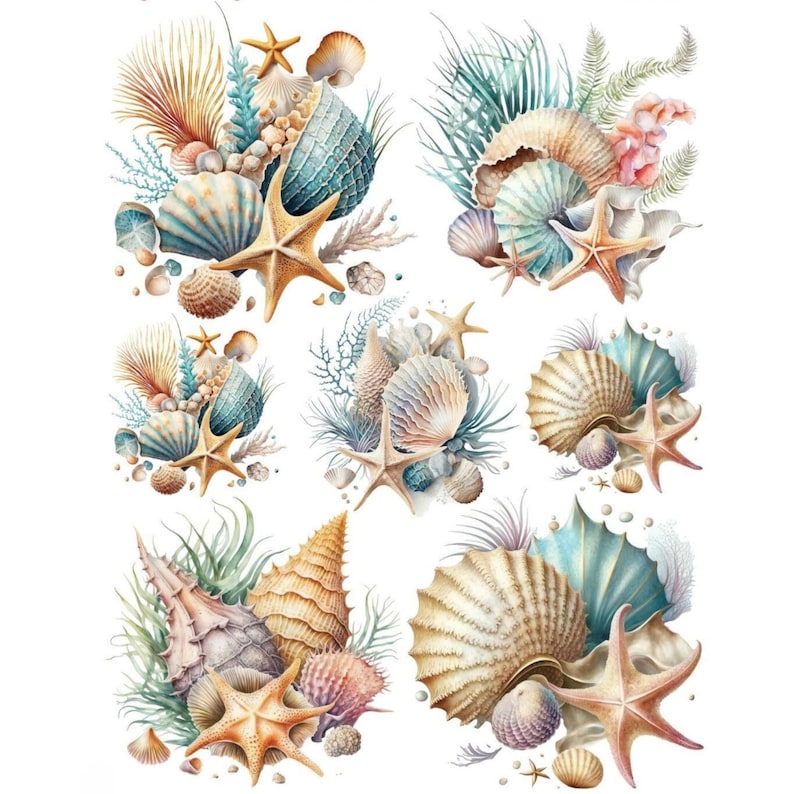 May include: A collection of six watercolour illustrations featuring seashells, starfish, and seaweed. The illustrations are arranged in a grid pattern and are set against a white background.