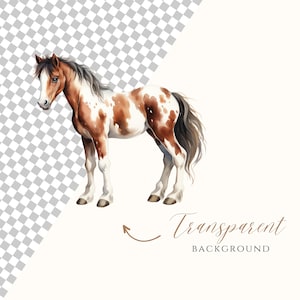 May include: A watercolor painting of a brown and white spotted horse with a black mane and tail. The horse is standing on a transparent background.