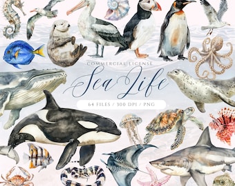 Ocean Animals Clipart: 64 Marine Life PNG Graphics (Digital Download)