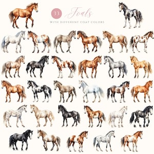 May include: 33 watercolor illustrations of foals with different coat colors. The foals are depicted in various poses, showcasing their unique markings and patterns.