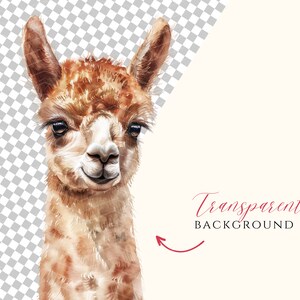 以下が含まれることがあります： 白い顔をした茶色のラマの水彩画。ラマは優しい表情で、直接鑑賞者を見つめている。背景は透明です。