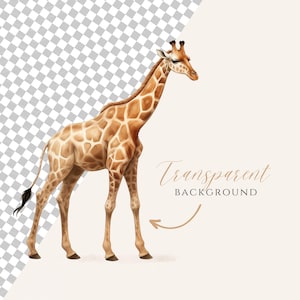 May include: A brown and tan giraffe with a long neck and long legs stands on a white background. The giraffe has a spotted pattern on its body.