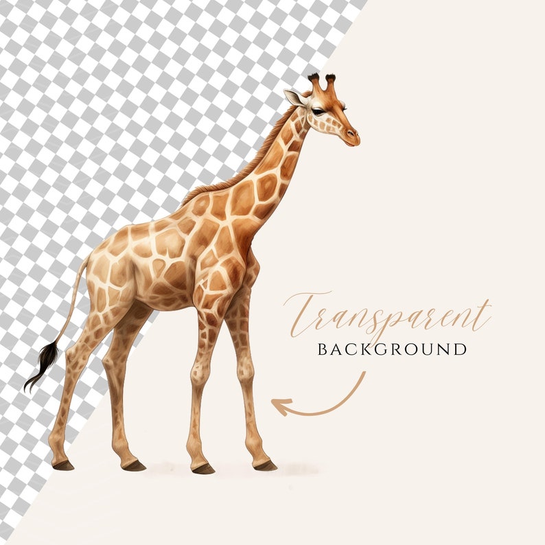 May include: A brown and tan giraffe with a long neck and long legs stands on a white background. The giraffe has a spotted pattern on its body.