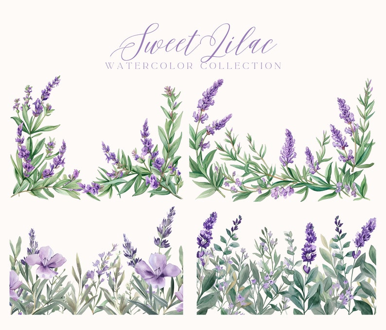 Puede incluir: Cuatro ilustraciones de acuarela de flores y follaje de lavanda. Las dos ilustraciones superiores presentan ramitas de lavanda con flores moradas y hojas verdes. Las dos ilustraciones inferiores presentan un borde de flores y follaje de lavanda con algunas flores blancas.