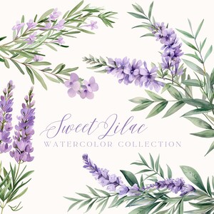 Puede incluir: Ilustraci&oacute;n de acuarela de flores de lila p&uacute;rpura con hojas verdes. El texto "Sweet Lilac Watercolor Collection" est&aacute; escrito debajo de las flores.