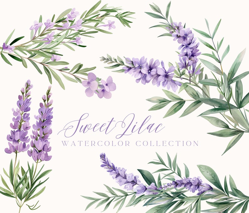 Puede incluir: Ilustraci&oacute;n de acuarela de flores de lila p&uacute;rpura con hojas verdes. El texto "Sweet Lilac Watercolor Collection" est&aacute; escrito debajo de las flores.