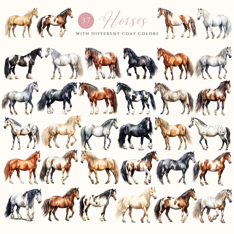 May include: 37 watercolor illustrations of horses with different coat colors. The horses are depicted in various poses and with different markings.