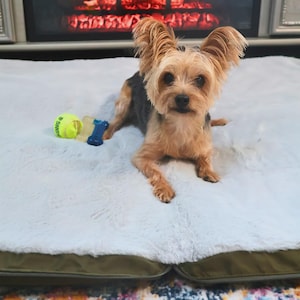 May include: A small Yorkshire Terrier dog with tan and black fur lies on a white, fluffy dog bed with a green border. A tennis ball and two dog toys are next to the dog. A fireplace is in the background.