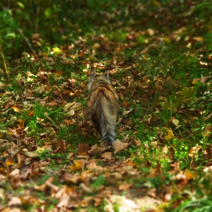 Tiny Tiger