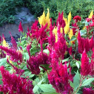 Magenta Astilbe Flowers