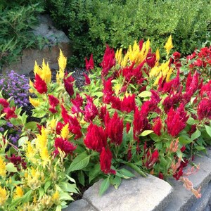 Colorful Astilbe Flowers