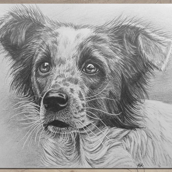 Custom Pet Portraits: Personalized Hand-drawn Pencil or Charcoal Drawings of Your Pets. Drawn from your photos. Realistic Animal Drawings.