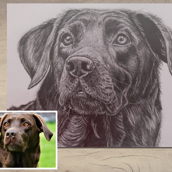 Custom Pet Portraits: Personalized Hand-drawn Pencil or Charcoal Drawings of Your Pets. Drawn from your photos. Realistic Animal Drawings.