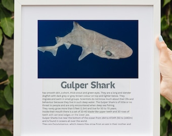 Tiburón Gulper, tiburones inusuales, arte de pared con tiburones, arte de pared con tiburones descargable, tiburones divertidos y educativos, arte de pared con tiburones descargable para niños