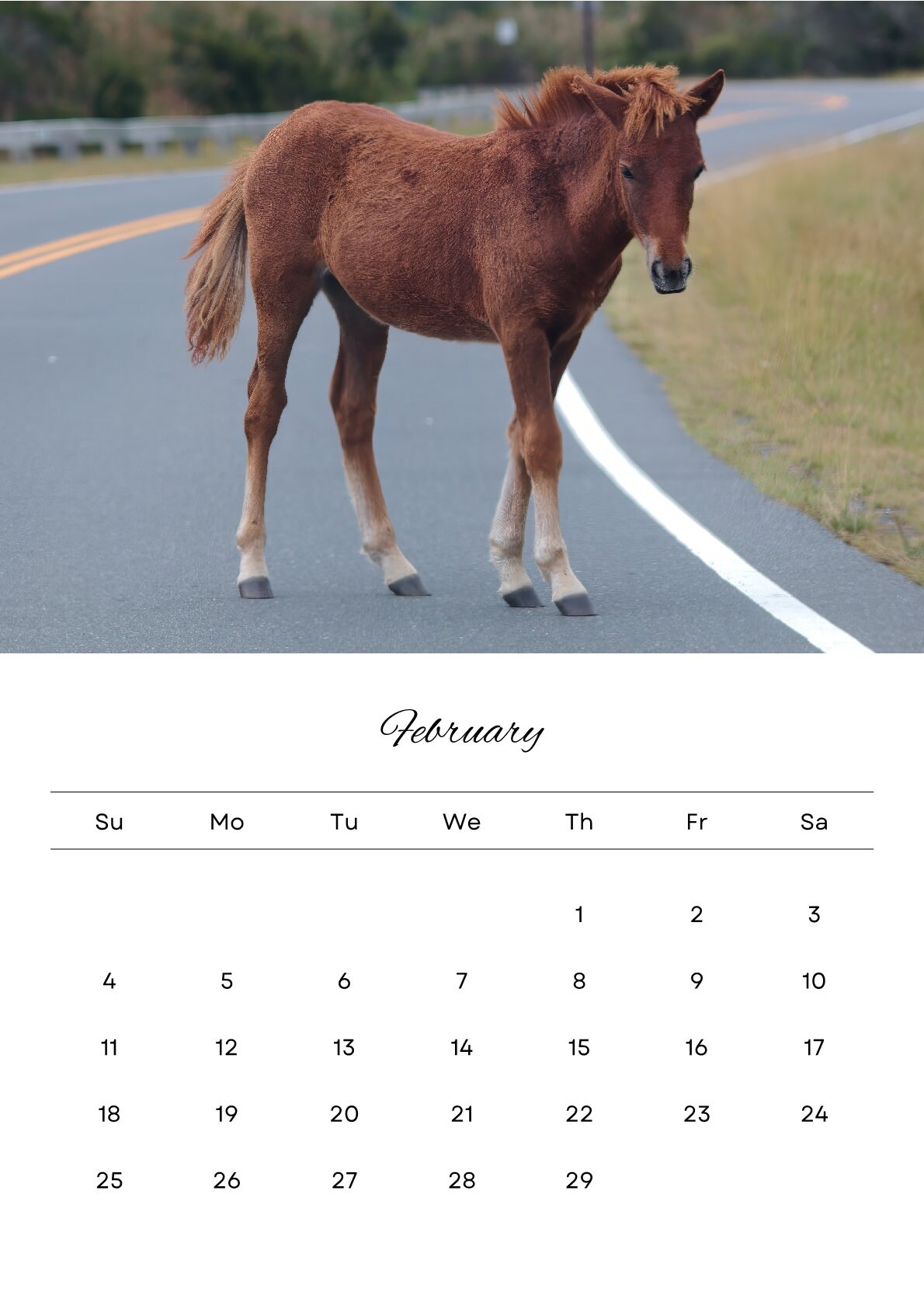Assateague Wild Horses 2024 Calendar, Wild Horse Calendar, Horse