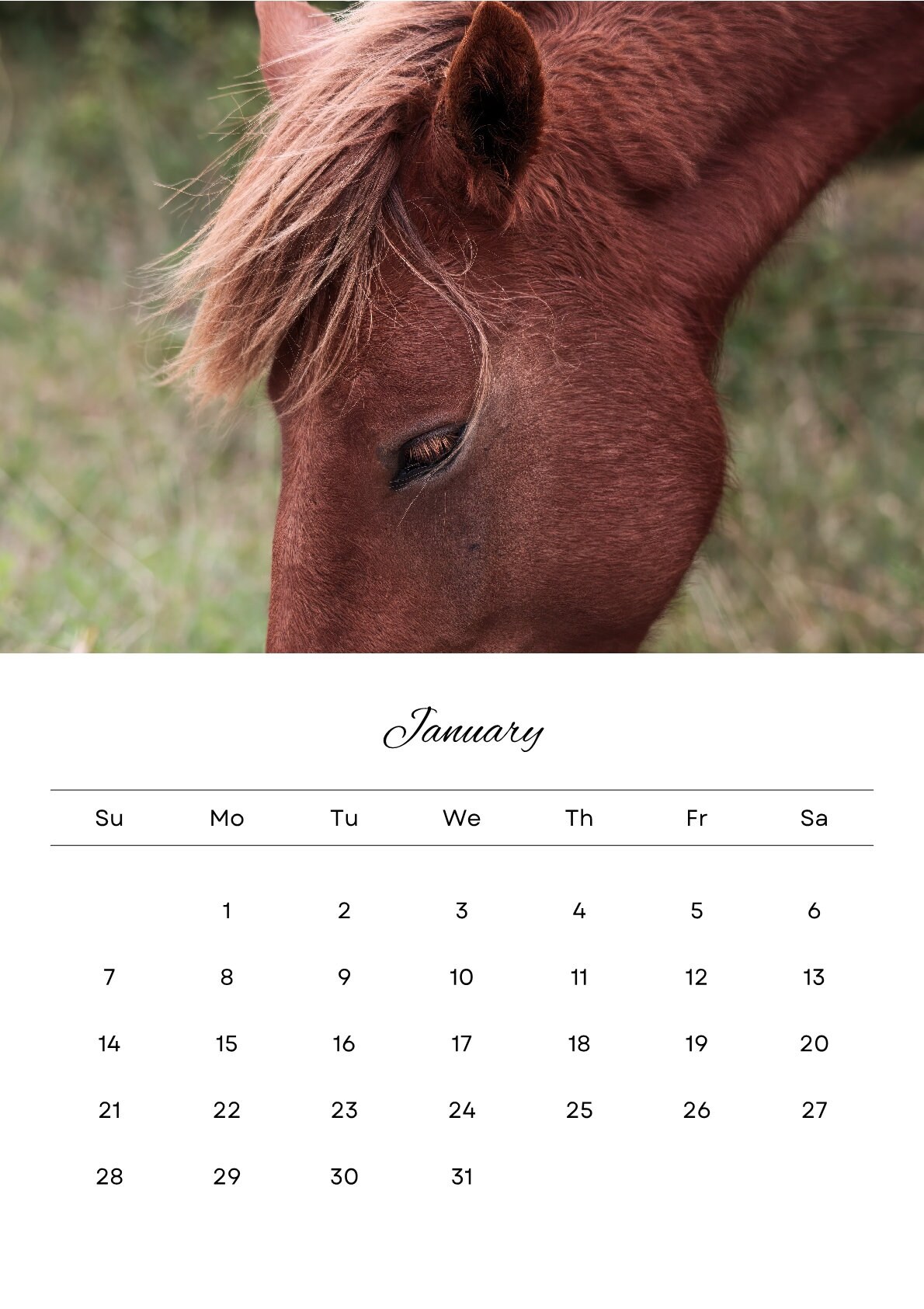 Assateague Wild Horses 2024 Calendar, Wild Horse Calendar, Horse