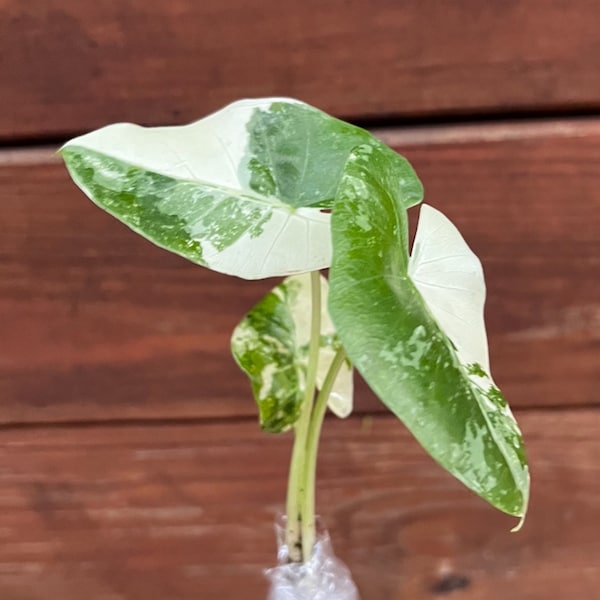 1 Variegated Alocasia Macrorrhiza Taro/Elephant Ear Baby Plant 8-12  Inches or more (not same as picture)