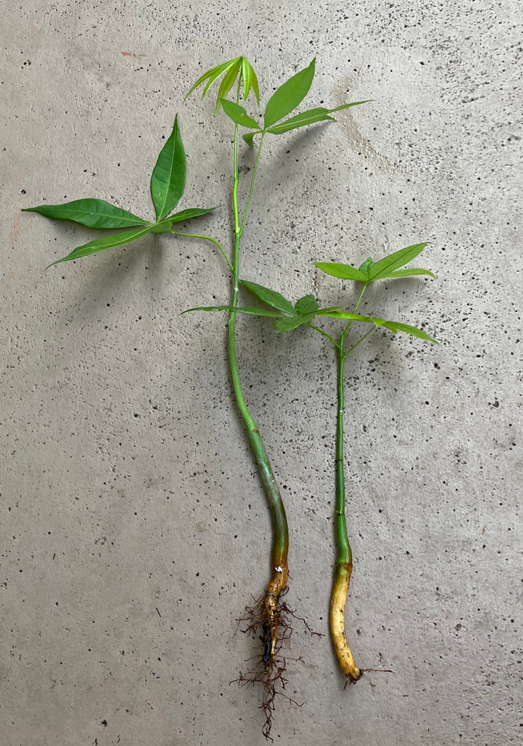 Money Tree 18 Inches 2 Pachira Aquatica Money Tree Plants 18-22 Inches or More. Not the Same ...
