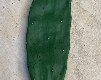 3 Prickly Pear Cactus Opuntia 6-12 Inches Or More Not Same As Image.