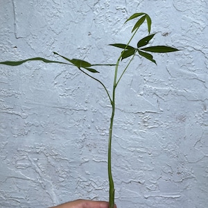 1 Pachira Aquatica Money Tree Plant 25 Inches Or More. Not The Same As In The Image.