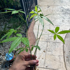 3 Pachira Aquatica Money Tree Plants 9-12 Inches Or More. Not The Same As In The Image.