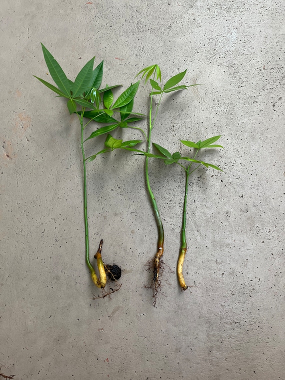 3 Pachira Aquatica Money Tree Plants 9-12 Inches or More. Not the Same as  in the Image. - Etsy