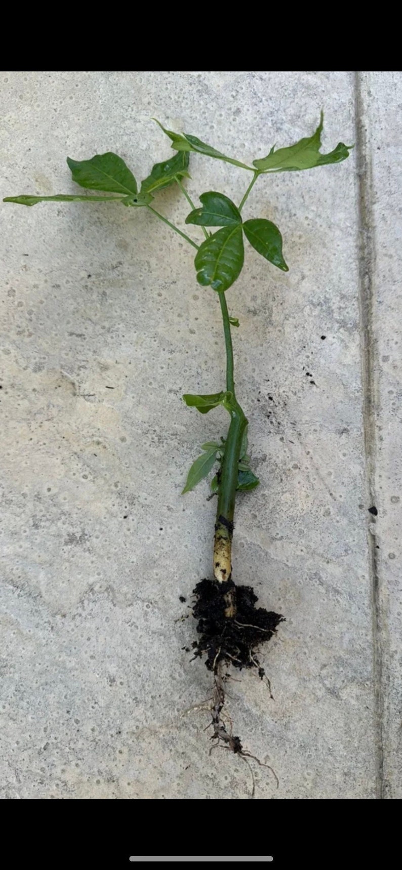Money Tree 18 Inches 1 Pachira Aquatica Money Tree Plant 15-18 Inches or More. Not the Same ...