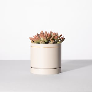 May include: A succulent plant with reddish-brown leaves in a cream-colored ceramic pot with a gold rim. The pot has a matching saucer.