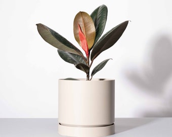 The Grove Planter Pot in Stone - Solid Finish - Custom 3D Printed Pot & Drip Tray