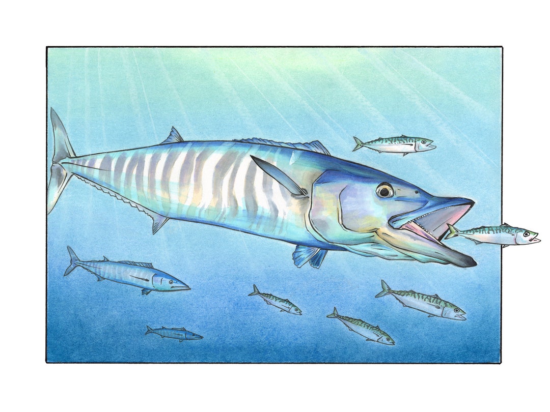 Fish Chasing Wahoo Fish Chasing Mackerel - Marine Fine Art Print - Etsy