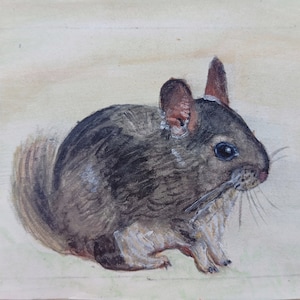 Painted Picture with Chinchilla