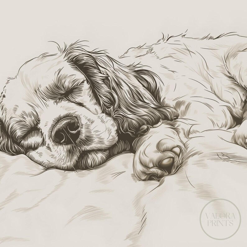 Cocker Spaniel Sketch Print: Vintage Sleeping Dog Art (digital Download ...