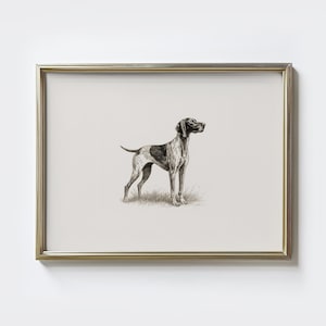 Puede incluir: Una impresión enmarcada con una ilustración en blanco y negro de un perro Pointer. El perro está representado de pie sobre hierba, sobre un fondo claro. El marco tiene un acabado dorado metálico.