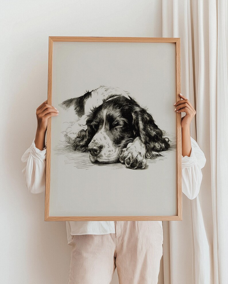 Vintage Springer Spaniel Sketch Art Print: Sleeping Dog Drawing ...