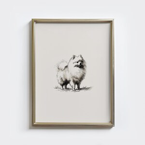 ヴィンテージ ポメラニアン犬 スケッチ画 ペット ミニマルライン