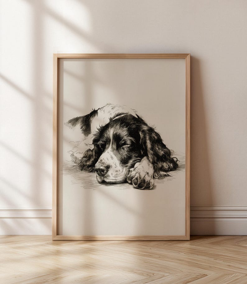 Vintage Springer Spaniel Sketch Art Print: Sleeping Dog Drawing ...