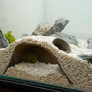 Pu&ograve; includere: Un terrario di vetro con ghiaia bianca, un nascondiglio in ceramica marrone e rocce grigie. Il terrario &egrave; pieno di muschio verde e piante.