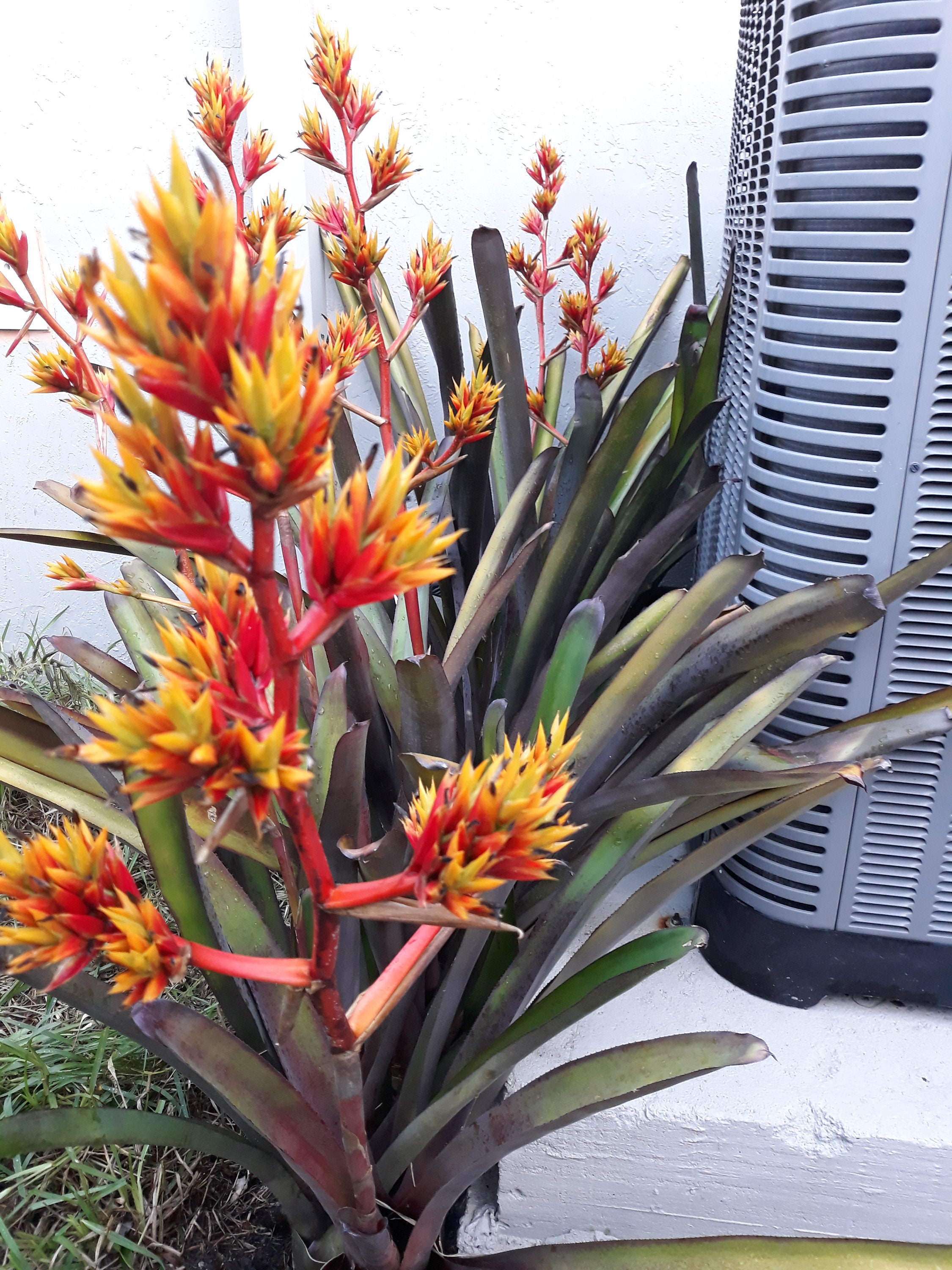 Bromeliad vriesea - Etsy 日本