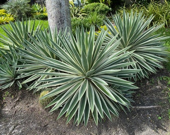 Agave Angustifolia, Caribbean Agave (4 Starter Plants 5"in-6"in)