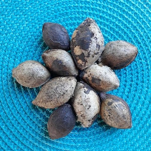 Tropische amandelzaden, terminalia catappa (10 zaden)