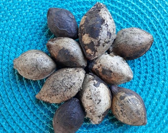 Tropical Almond Seeds,Terminalia Catappa ( 10 Seeds )