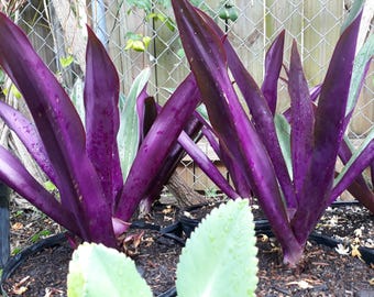 Buy 1 Get 1 Free - Tradescantia Spathacea, Oyster plant, Boat lily - Moses Cradle Plant, Maguey Morado